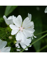 Malope trifida Purple BIO