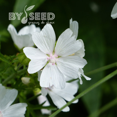 Malva moschata Alba (graines préparées)