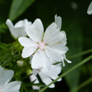 Malva moschata Alba (graines préparées)