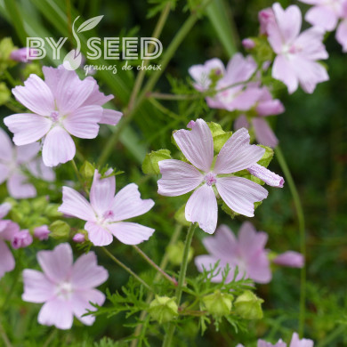 Malva moschata Rosea (graines préparées)