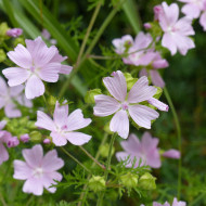 Malva moschata Rosea (graines préparées)