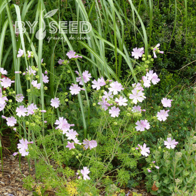 Malva moschata Rosea (graines préparées)