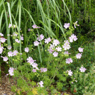 Malva moschata Rosea (graines préparées)
