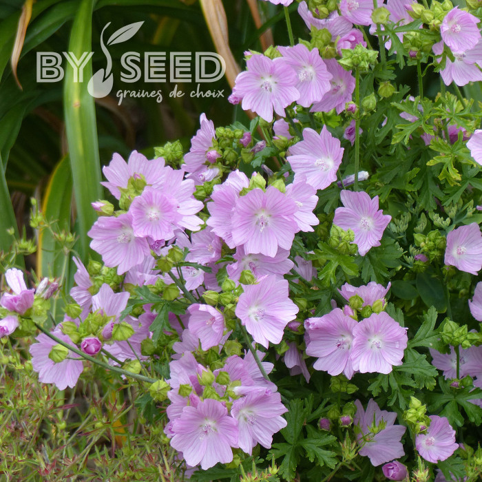 Malva moschata Rosea (graines préparées)