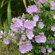 Malva moschata Rosea (graines préparées)