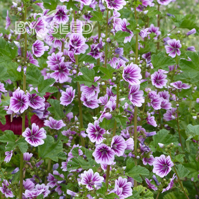 Malva sylvestris Zebrina