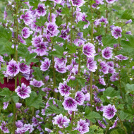 Malva sylvestris Zebrina