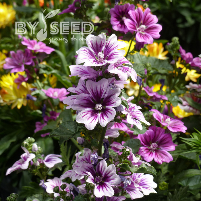 Malva sylvestris Zebrina