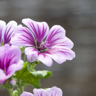 Malva sylvestris Zebrina