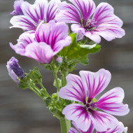 Malva sylvestris Zebrina