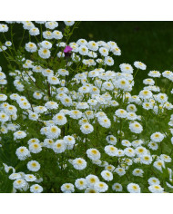 Estragon du Mexique - Tagetes lucida BIO