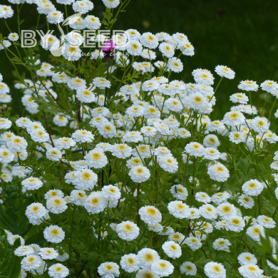 Matricaire double Tetra White Wonder