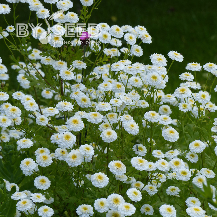 Matricaire double Tetra White Wonder