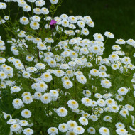 Matricaire double Tetra White Wonder