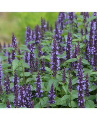 Agastache hyb. Arcado Pink