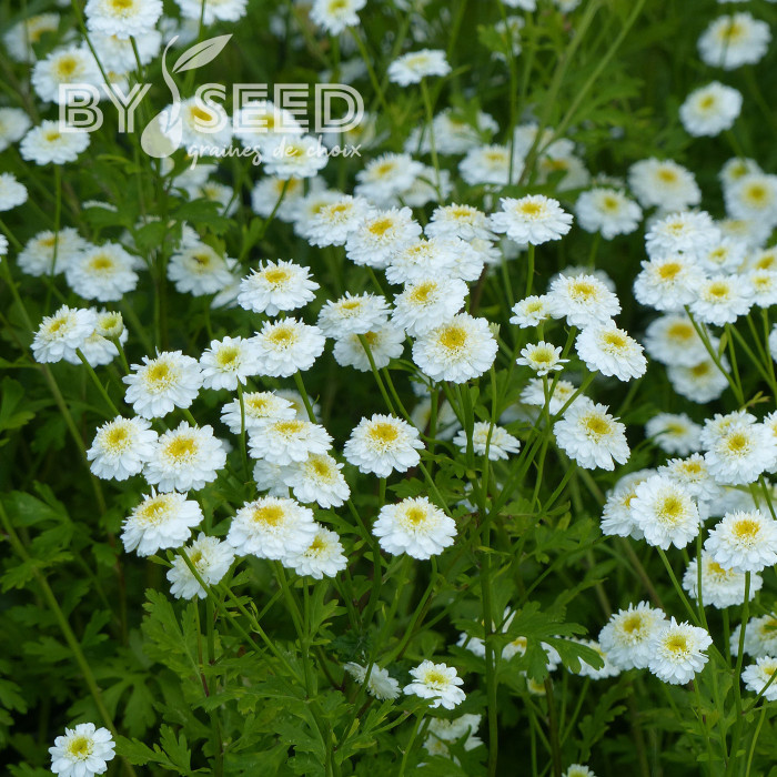 Matricaire double Tetra White Wonder