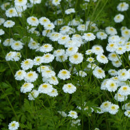 Matricaire double Tetra White Wonder