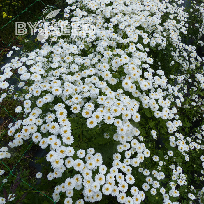 Matricaire double Tetra White Wonder