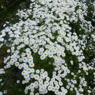 Matricaire double Tetra White Wonder