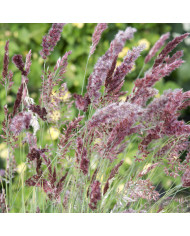 Mélisse officinale Mandarina