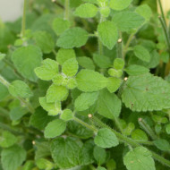 Mélisse officinale Mandarina