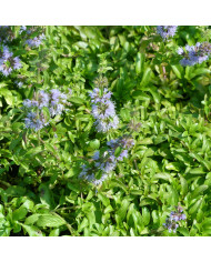 Mélisse officinale Mandarina