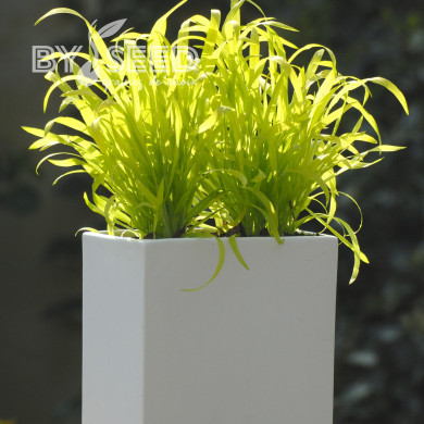 Milium effusum Aureum