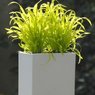Milium effusum Aureum