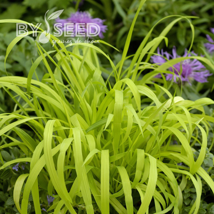 Milium effusum Aureum