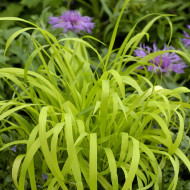 Milium effusum Aureum