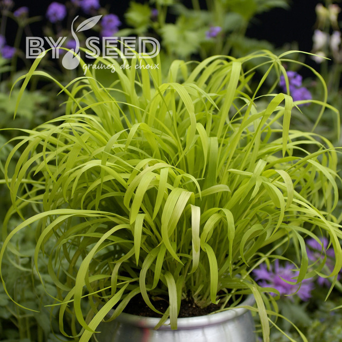 Milium effusum Aureum