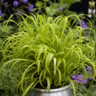 Milium effusum Aureum