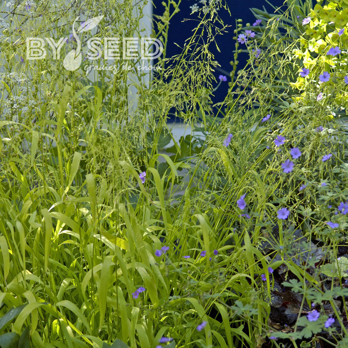Milium effusum Aureum
