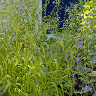 Milium effusum Aureum