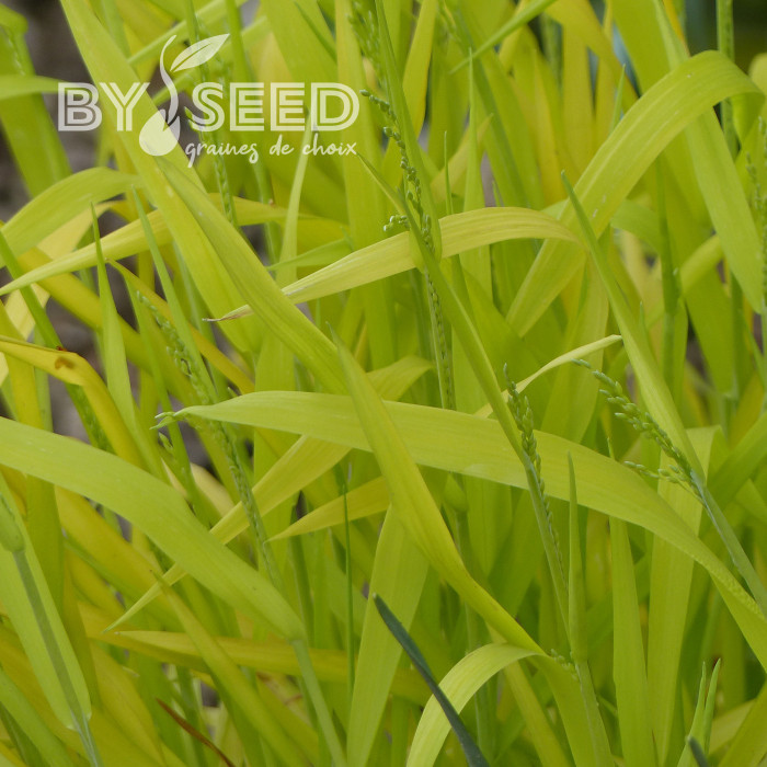 Milium effusum Aureum