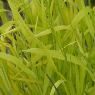 Milium effusum Aureum
