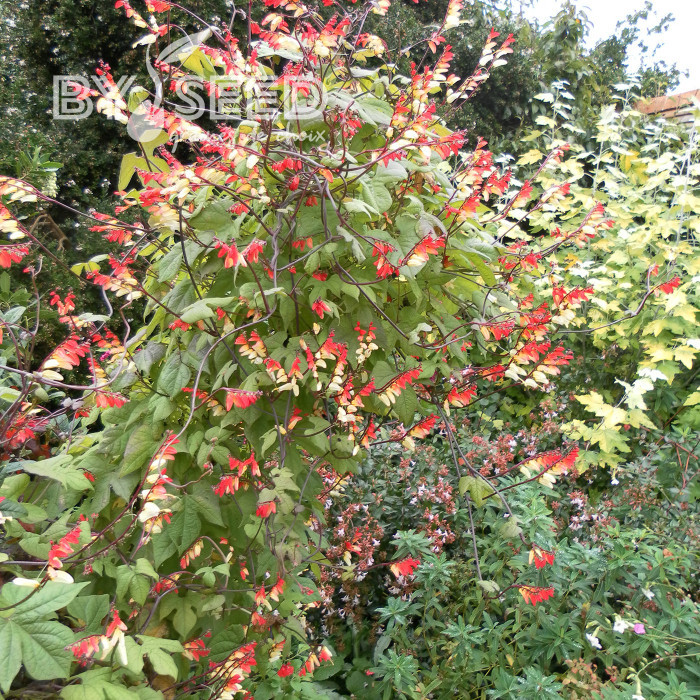 Mina lobata Exotic Love