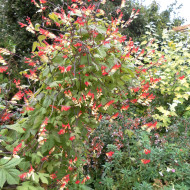 Mina lobata Exotic Love