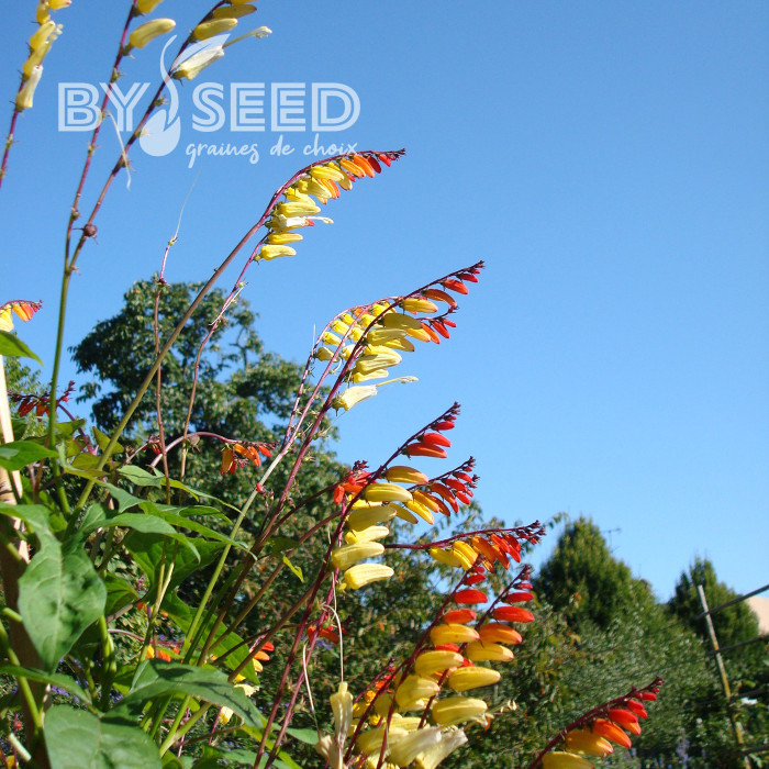Mina lobata Exotic Love