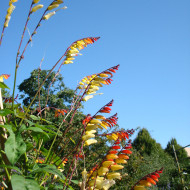 Mina lobata Exotic Love