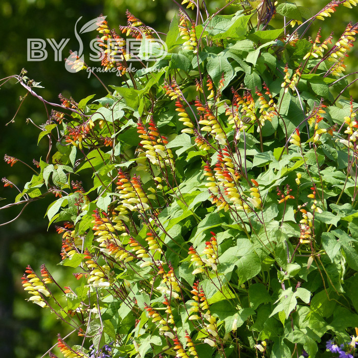 Mina lobata Exotic Love