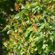 Mina lobata Exotic Love