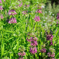 Monarde citriodora Bees Favourite