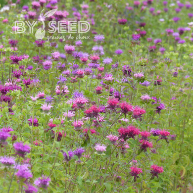 Monarde didyma Milano Mix