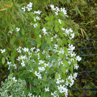 Monnaie-du-pape Alba