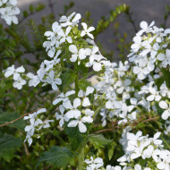 Monnaie-du-pape Alba