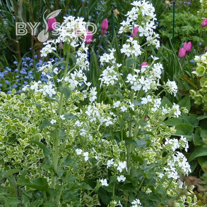 Monnaie-du-pape Alba