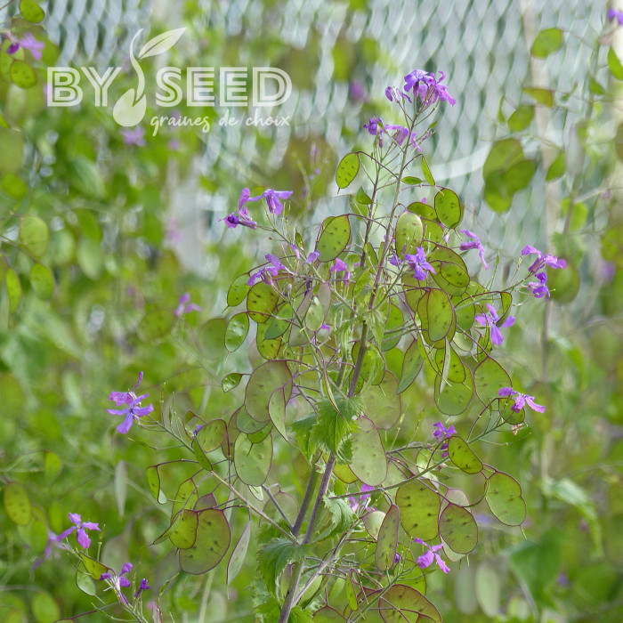 Monnaie-du-pape Violette