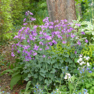 Monnaie-du-pape Violette
