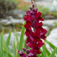 Muflier Black Prince